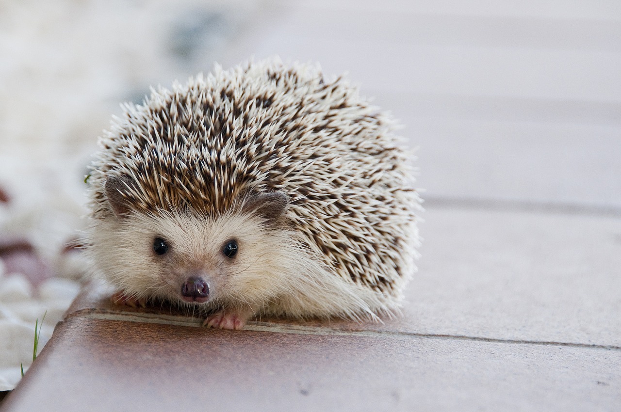 hedgehog-1215140_1280